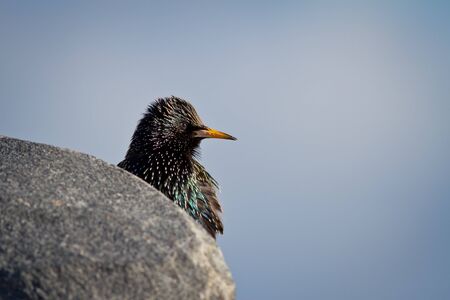 A Starling on a Rockの写真素材