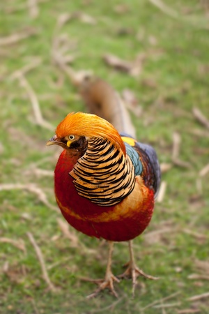 A Colorful Golden Pheasantの写真素材