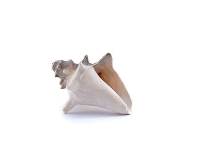 Sea Shell Isolated on White Background