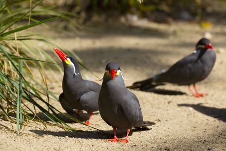  Larosterna inca  Inka-Seeschwalbe の写真素材