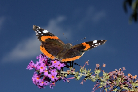Butterfly Monarchの写真素材