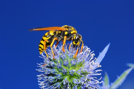 Wasp on Thistles and blue backgroundの写真素材