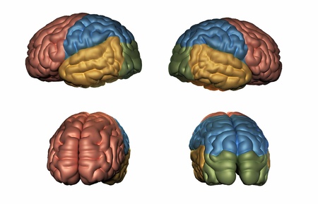3D rendered illustration of Human brain model の写真素材