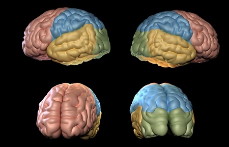 3D rendered illustration of Human brain model の写真素材