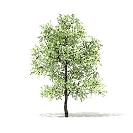 3D rendered illustration of Eiche Tree model の写真素材