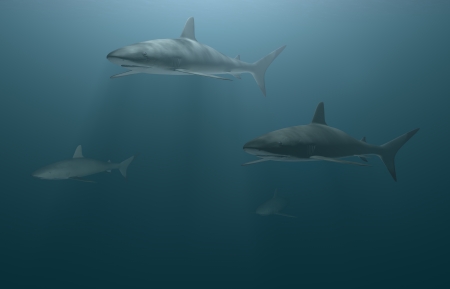 3D Illustration and rendering of great white sharksの写真素材