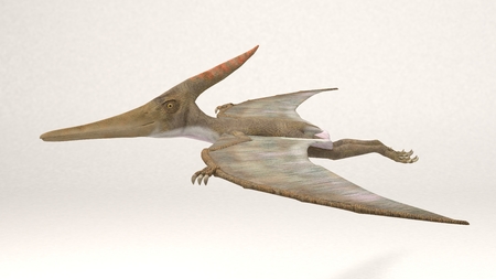 3D Computer rendering illustration of Pteranodon
