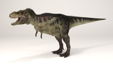 3D Computer rendering illustration of Tyrannosaurusの写真素材