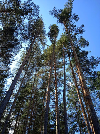 Photo of a pine forest in early autumn, sunny day.