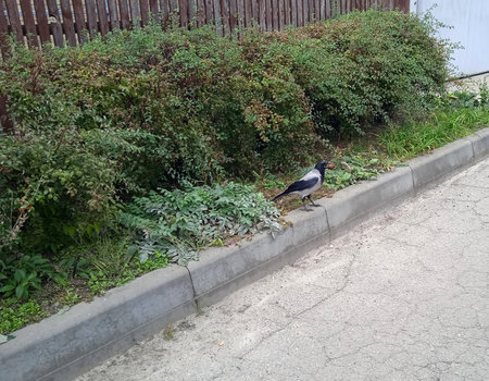 A crow stands on a parapet near the road and holds a walnut in its beak.の写真素材