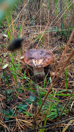 In the damp forest, among the grass, a cute boletus grew.の写真素材