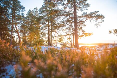 Background of heather fields in bloom on rocks in wood. Late autumn forest with snow on duck. Finland, Helsinki. Close-upの写真素材