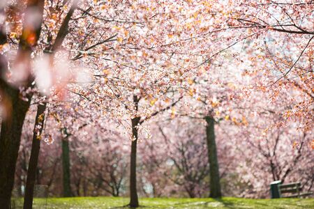 Beautiful city park with cherry trees in bloom. Branches with pink flowers in sunny day. Helsinki, Finlandの写真素材