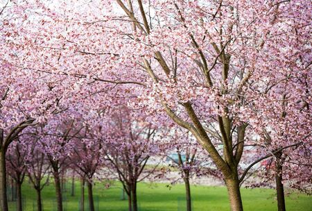 Beautiful city park with cherry trees in bloom. Branches with pink flowers in sunny day. Helsinki, Finlandの写真素材