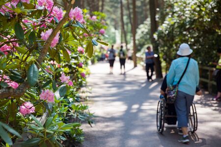 Helsinki, Finland - June 7, 2019: Rhododendron public park in forest in Helsinki, Finland.のeditorial素材