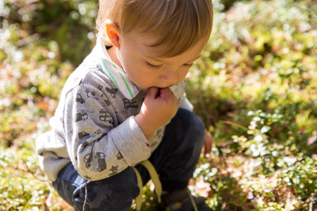 Adorable little boy picking blueberry in the forest on summer dayの写真素材