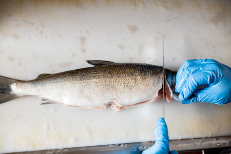 Professional chef cleaning cutting and filleting raw whitefish close-up. Process of cooking seafood...