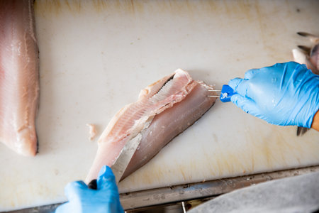 Professional chef cleaning cutting and filleting raw whitefish close-up. Process of cooking seafood dishes using sharp knife.の写真素材