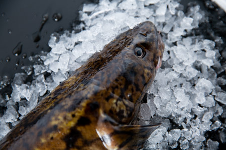 A close-up Burbot fish on Ice and black background. Fresh water fish from northern rivers.