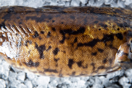 A close-up Burbot fish on Ice and black background. Fresh water fish from northern rivers.の写真素材