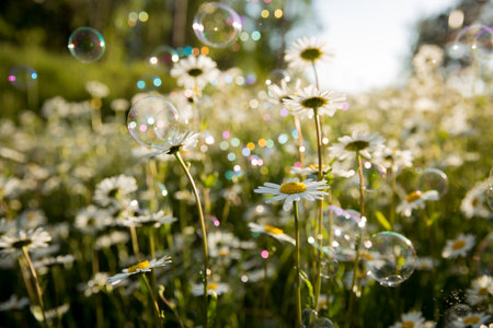 Background of field of daisy flowers in bloom. Sunny summer day, rays of light.