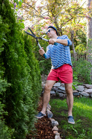 Middle-aged man trimming thuja trees with large garden shears in backyard on a sunny summer day. Gardening as a relaxing and mindful outdoor activityの写真素材