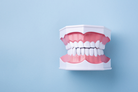 Teeth model on blue backgroundの写真素材