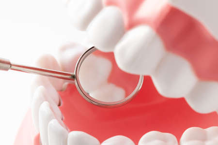 A jaw model in front of a white background and a dental instrumentの写真素材