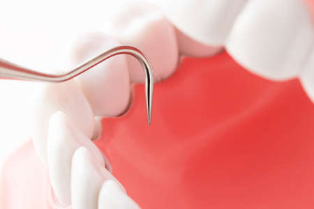 A jaw model in front of a white background and a dental instrumentの写真素材