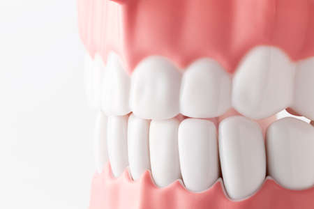 Close-up of an oral model in front of a white backgroundの写真素材