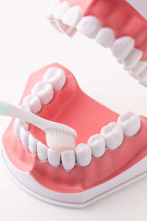 Toothbrush brushing the teeth of an oral model on a white backgroundの写真素材