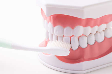 Toothbrush brushing the teeth of an oral model on a white backgroundの写真素材