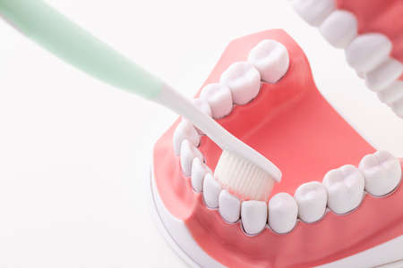 Toothbrush brushing the teeth of an oral model on a white backgroundの写真素材