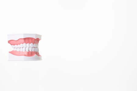 An oral model floating on a white backgroundの写真素材