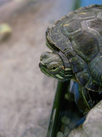 green turtle                                            の写真素材