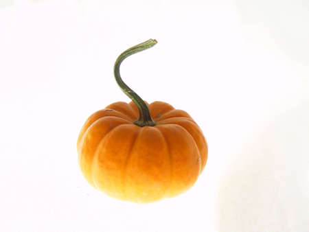 Halloween pumpkin with long stem on white background.の写真素材