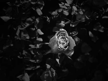 Antique rose surrounded by eucalyptus.の写真素材
