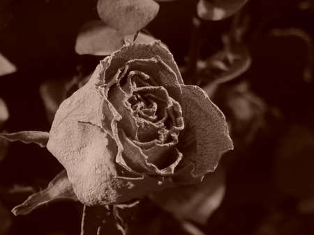 Antique rose surrounded by eucalyptus in sepia.の写真素材