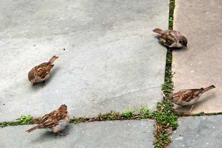 group of sparrows feeding on slate sidewalk with grass growingの写真素材