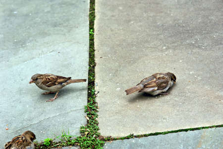 group of sparrows feeding on slate sidewalk with grass growingの写真素材