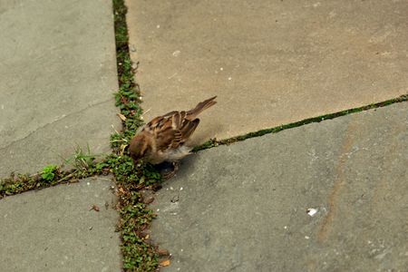 group of sparrows feeding on slate sidewalk with grass growingの写真素材