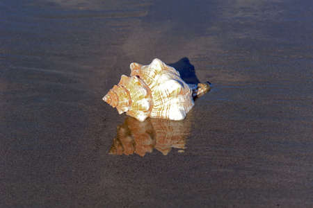 Large conch shell on the shore as the tide comes in, in bright sunshine with reflectionの写真素材