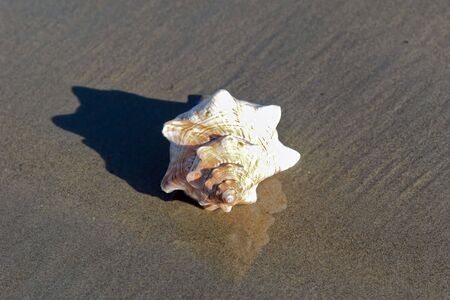 Large conch shell on the shore  in bright sunshine with reflection