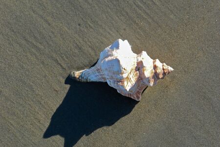 Large conch shell on the beach in bright sunshine