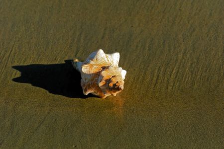 Large conch shell on the shore as the tide comes in, in bright sunshine with reflection
