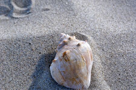 large spiked conch sea shell lies half buried in the sand
