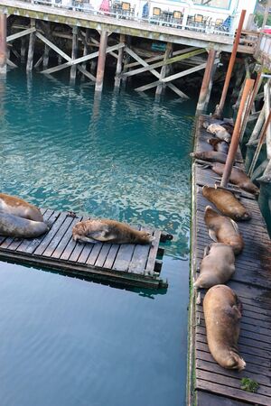 group of sea lions sleeping on pier  on the coast of oregonの写真素材