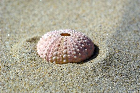 a round bumpy shell sits on the beach in the sunshineの写真素材
