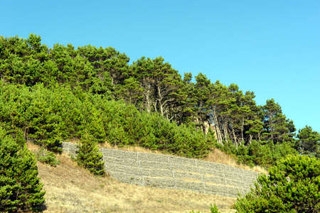 bank of trees are held in place upon this sea side cliff in oregon