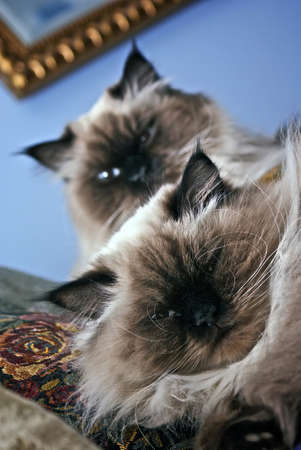Persian Himalayan Cats sitting together on ornate pillowsの写真素材